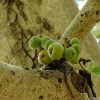 Ficus racemosa L.